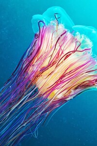 480x800 Colorful Underwater