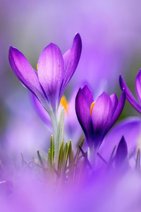 Colors Of Spring (1440x2560) Resolution Wallpaper