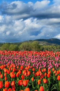 Colourful Tulip Fields In Fraser Valley (720x1280) Resolution Wallpaper
