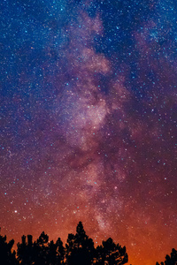 Cosmic Reverie Forest Under The Stars (1242x2668) Resolution Wallpaper