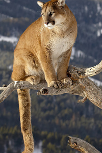 480x800 Cougar On A Branch 4k