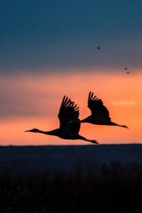 1242x2688 Cranes Take Off During Sunrise At The Bosque Del Apache National Wildlife Refuge