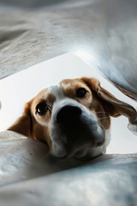 Curious Dog Peeking Into A Bag (1440x2560) Resolution Wallpaper