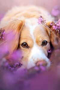 Cute Dog In Flowers