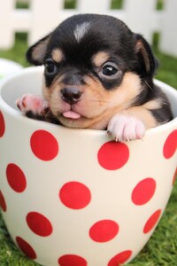 Cute Dog Puppy In Cup