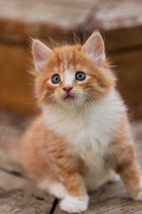Cute Kitten (640x1136) Resolution Wallpaper