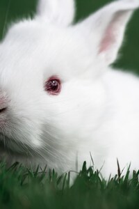 800x1280 Cute Rabbit
