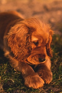 Cute Small Puppy Brown Hairs (240x320) Resolution Wallpaper
