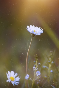 Daisy Blossom Flower (1280x2120) Resolution Wallpaper