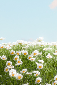 Daisy Field (640x960) Resolution Wallpaper