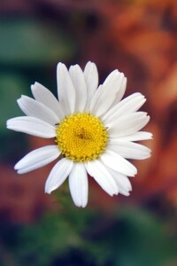 Daisy Flower Petals Close Up (640x960) Resolution Wallpaper