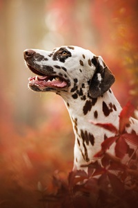 Dalmatian Breed Dog (240x320) Resolution Wallpaper