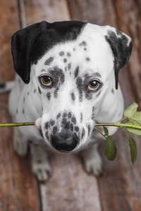 Dalmatian Dog Holding Red Flower In The Mouth