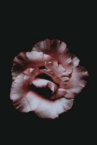 2160x3840 Dark Flower Petal