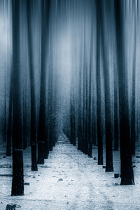 Dark Forest Woods Snow Winter 8k