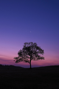 480x800 Dark Sky Tree Purple Sky Nature
