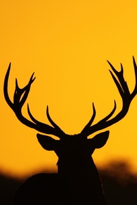 640x1136 Deer Antler Silhouette