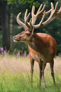 Deer Horns 4k (1280x2120) Resolution Wallpaper
