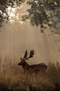 Deer Mammal Forest Sunbeams 4k 5k (320x480) Resolution Wallpaper