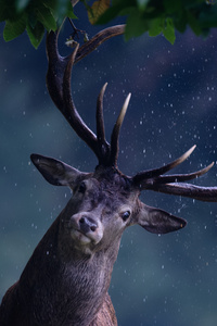 1080x2280 Deer Rain Maker