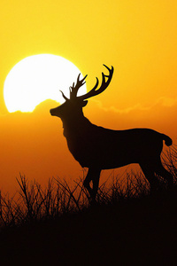 1080x1920 Deer Silhouette Evening 5k