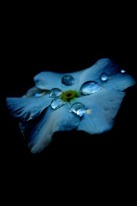 Dew Drops On Flower Oled 4k (640x1136) Resolution Wallpaper