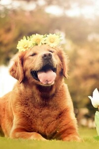 Dog Flowers Smiling (800x1280) Resolution Wallpaper