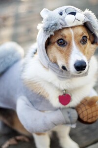 480x800 Dog Funny Outfit