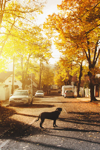 Dog On Concrete Road Homes Trees Sunlights 4k