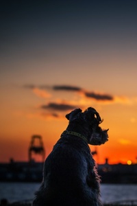 Dog Sunset Silhouette 4k