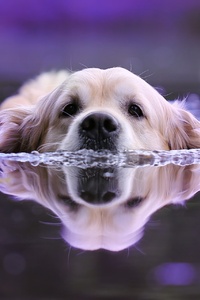 Dog Swimming (640x1136) Resolution Wallpaper