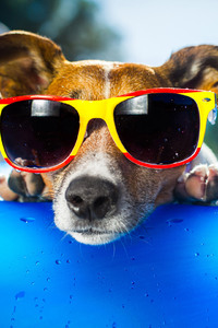 Dog Wearing Sunglasses
