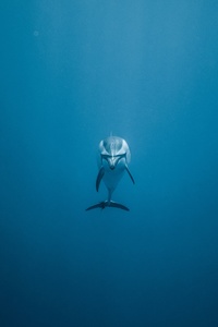 Dolphin 5k