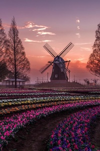 Dream Windmill Field
