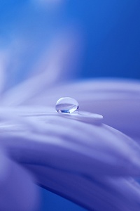 Drop Of Water On Flower