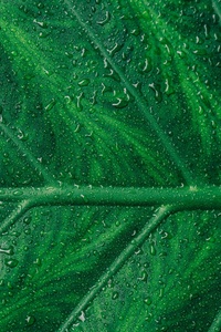 Droplets On Green Leaf Macro 5k