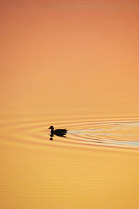 Duck Gliding On Water (320x480) Resolution Wallpaper