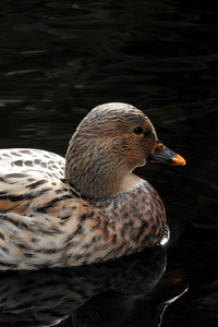 Duck In Pond