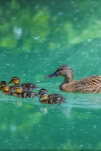 Duck With Her Ducklings (750x1334) Resolution Wallpaper