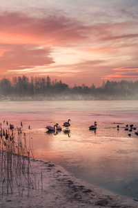 Ducks Gefrorener See Bei Winters On Nenauf Gang Deutschland (640x1136) Resolution Wallpaper