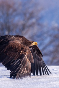 Eagle In Snow 4k