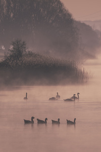 Early Morning Ducks (720x1280) Resolution Wallpaper