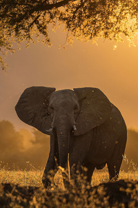 Elephant Forest Sunbeams Morning 4k