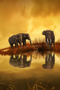 1080x2160 Elephants Thailand