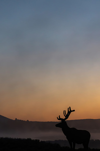 Elk Sunrise (1440x2560) Resolution Wallpaper