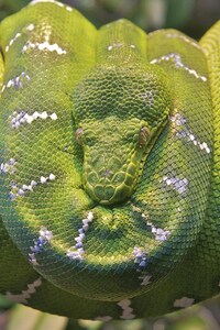 Emerald Tree Boa Snake