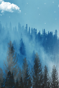 Enhanced Forest (1440x2560) Resolution Wallpaper