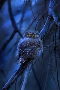 1125x2436 Eurasian Pygmy Owl