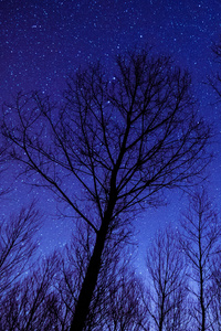 Evening Stars Trees 5k (1080x2160) Resolution Wallpaper