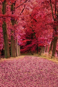 480x800 Fall Foilage Path Pink Trees